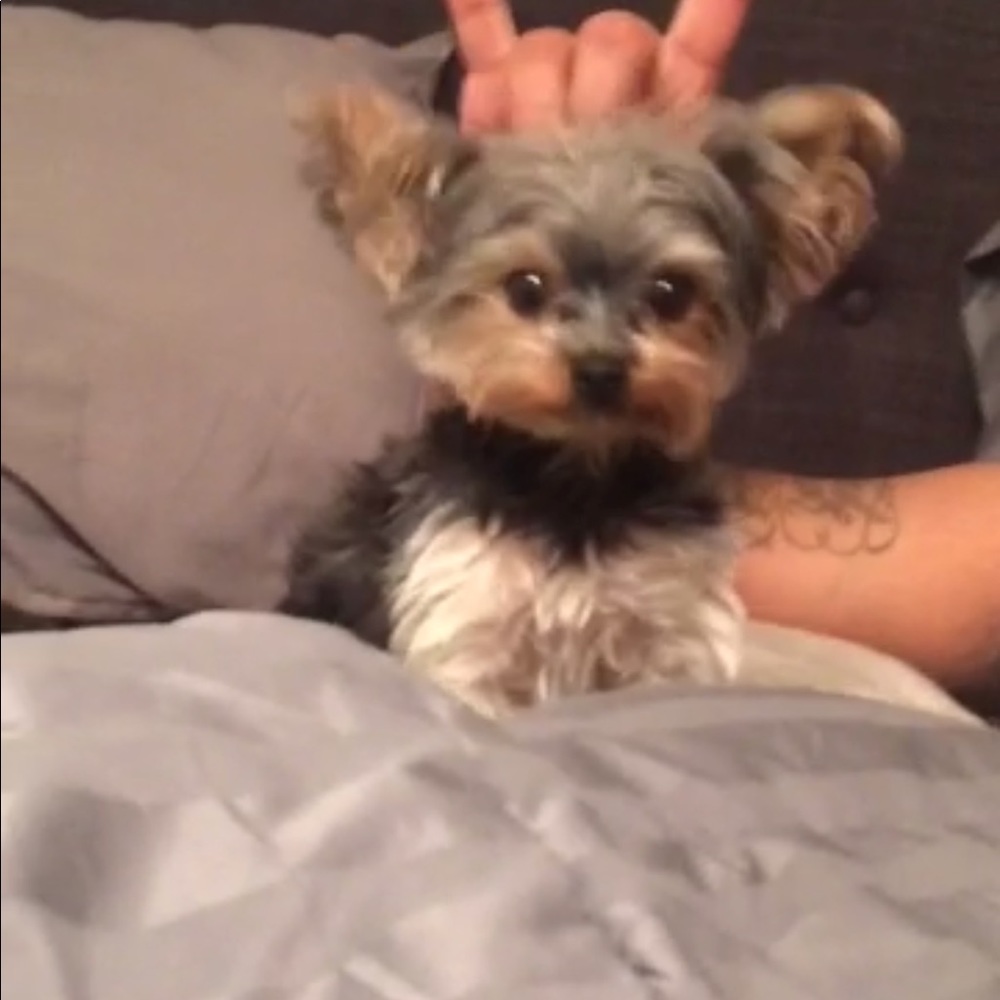 Meet your Posher, Yari